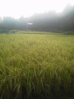 2015092117320000.jpg